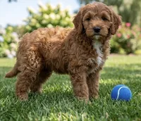 f1b mini goldendoodle, a male Miniature Goldendoodle for sale in Richmond, IL – 1 of 5
