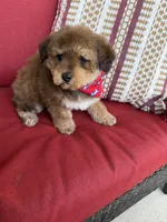 mini bernedoodle f1b, a male Poodle - Miniature  and Miniature Bernedoodle for sale in Richmond, IL – Photo 3 of 5