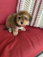 mini bernedoodle f1b, a male Poodle - Miniature  and Miniature Bernedoodle for sale in Richmond, IL – Photo 5 of 5