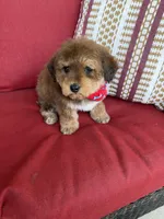 mini bernedoodle f1b, a male Poodle - Miniature  and Miniature Bernedoodle for sale in Richmond, IL – Photo 4 of 5