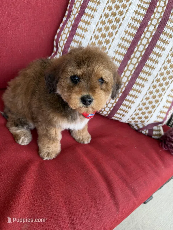 mini bernedoodle f1b – Poodle - Miniature , Miniature Bernedoodle puppy for sale in Richmond, IL
