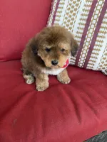 mini bernedoodle f1b, a male Poodle - Miniature  and Miniature Bernedoodle for sale in Richmond, IL – Photo 2 of 5