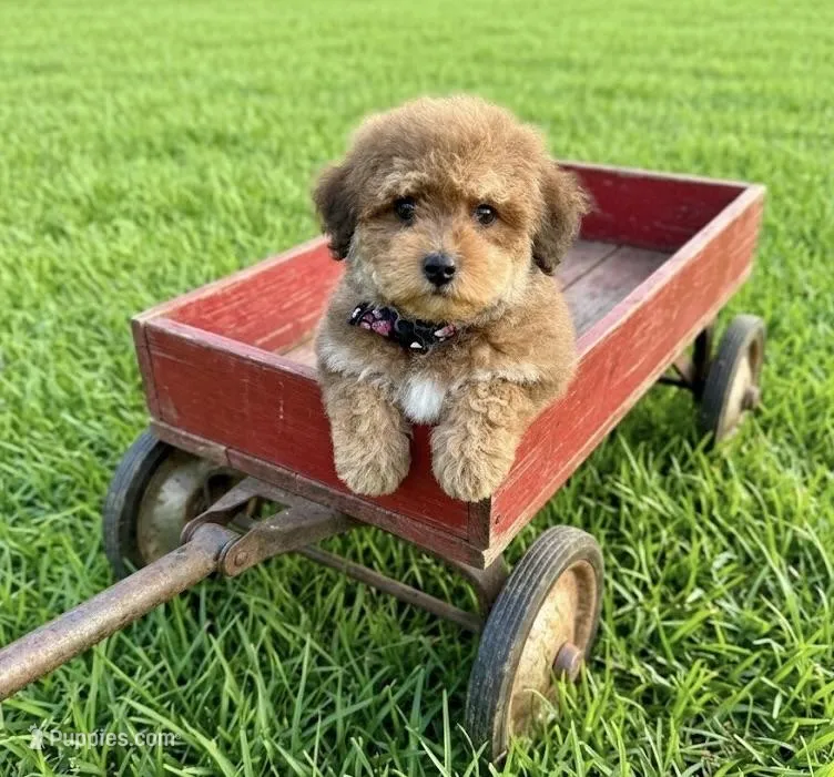 mini bernedoodle f1b – Poodle - Miniature , Miniature Bernedoodle puppy for sale in Richmond, IL