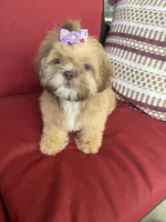 Shih tzu, a female Shih Tzu for sale in Richmond, IL – 2 of 8
