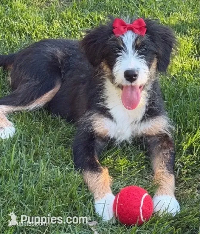 F1 BERNEDOODLE – Bernedoodle puppy for sale in Richmond, IL