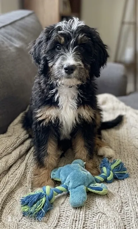 F1 Bernedoodle – Bernedoodle puppy for sale in Richmond, IL