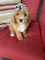 cavapoo, a female Cavapoo for sale in Richmond, IL – 4 of 4