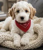 f1b mini goldendoodle, a male Poodle - Miniature  and Miniature Goldendoodle for sale in Richmond, IL – 1 of 2