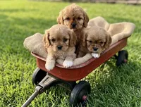 cavapoo, a male Cavapoo for sale in Richmond, IL – 2 of 4