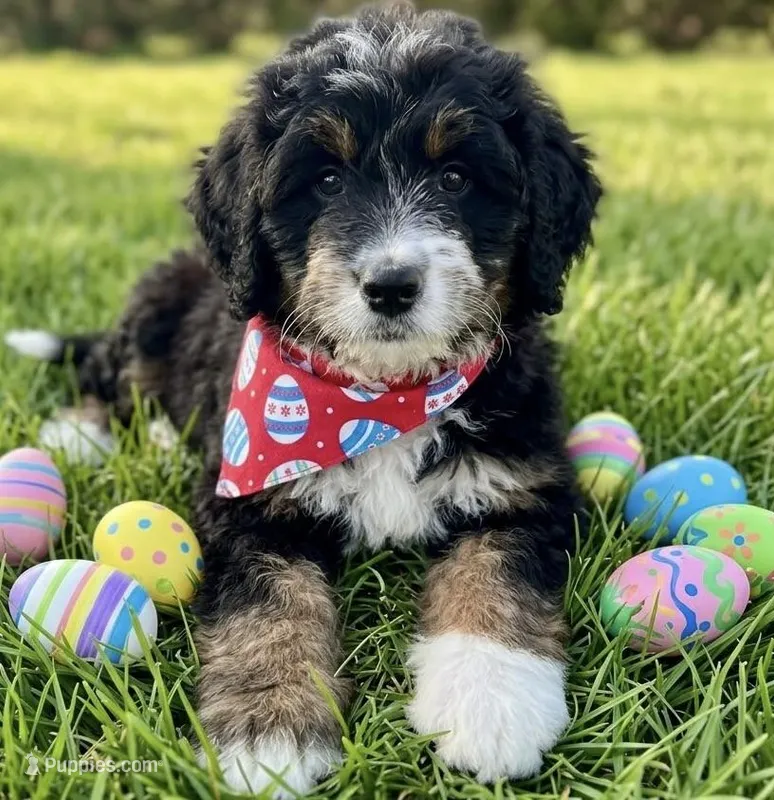 f1b mini bernedoodle – Miniature Bernedoodle puppy for sale in Richmond, IL