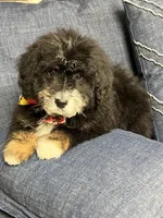 f1b mini bernedoodle, a male Miniature Bernedoodle for sale in Richmond, IL – Photo 3 of 6