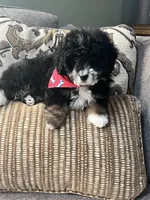 f1b mini bernedoodle, a male Miniature Bernedoodle for sale in Richmond, IL – Photo 6 of 6