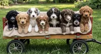 1B Mini Bernedoodle, a male Poodle - Miniature  and Miniature Bernedoodle for sale in Richmond, IL – 2 of 5