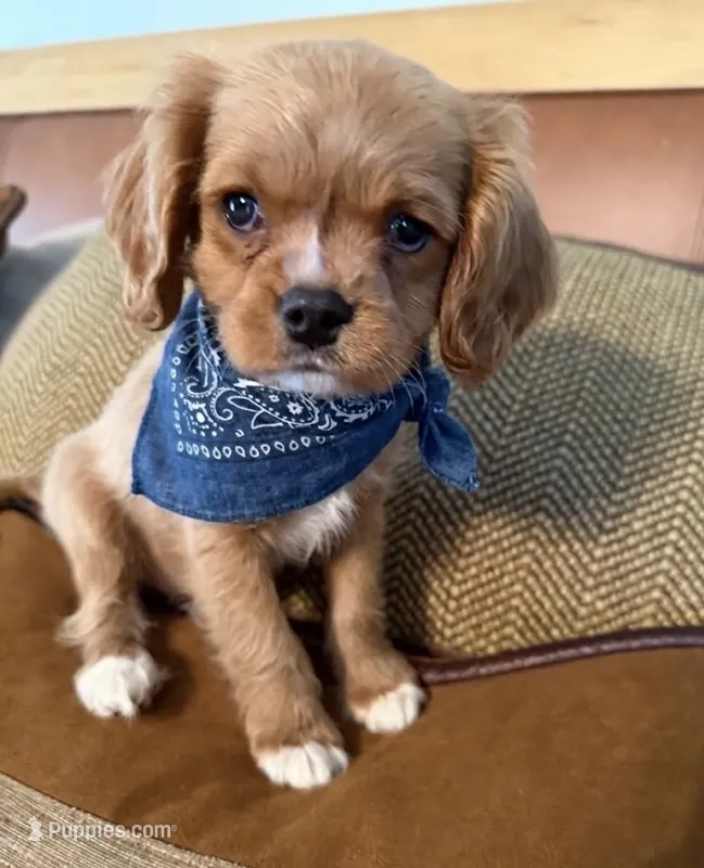 cavapoo – Cavapoo puppy for sale in Richmond, IL