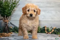 f1b mini goldendoodle, a male Miniature Goldendoodle for sale in Richmond, IL – 5 of 5