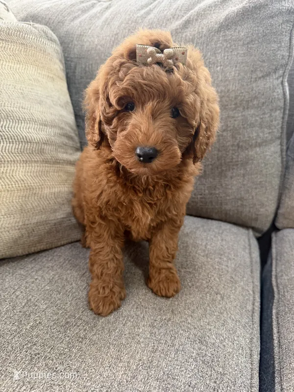 Female F1B Mini Goldendoodle – Miniature Goldendoodle puppy for sale in Richmond, IL