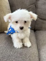 maltese, a male Maltese for sale in Richmond, IL – Photo 6 of 8