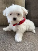 maltese, a male Maltese for sale in Richmond, IL – Photo 7 of 8