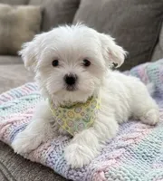 maltese, a male Maltese for sale in Richmond, IL – Photo 4 of 8