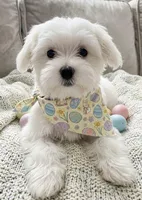 maltese, a male Maltese for sale in Richmond, IL – Photo 5 of 8