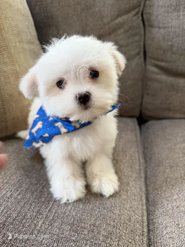 maltese – Maltese puppy for sale in Richmond, IL