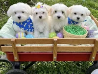 maltese, a male Maltese for sale in Richmond, IL – Photo 3 of 8