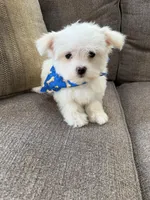 maltese, a male Maltese for sale in Richmond, IL – Photo 2 of 8
