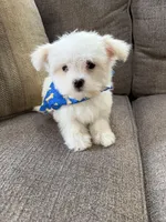 maltese, a male Maltese for sale in Richmond, IL – Photo 8 of 8