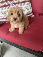 cavapoo, a female Cavapoo for sale in Richmond, IL – 4 of 4