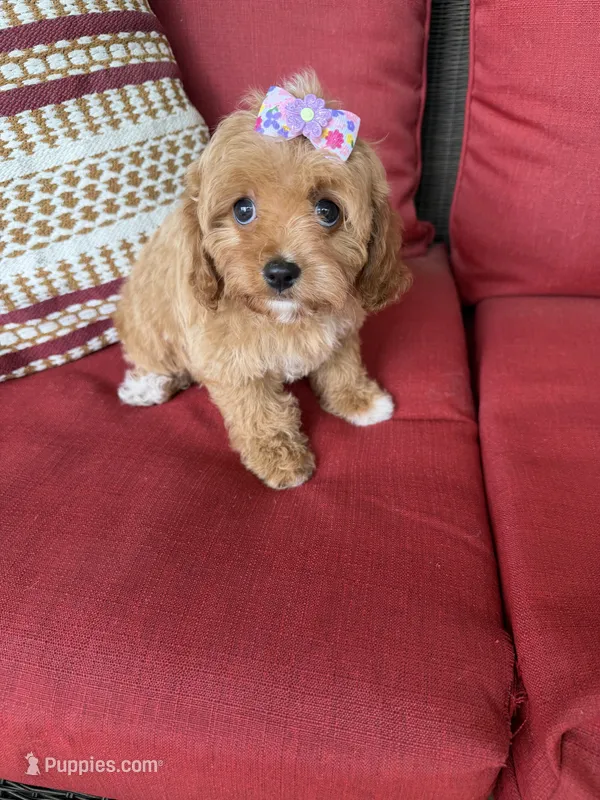 cavapoo – Cavapoo puppy for sale in Richmond, IL