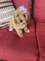cavapoo, a female Cavapoo for sale in Richmond, IL – 1 of 4