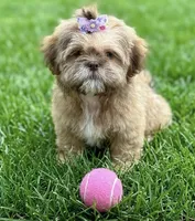 Shih tzu, a female Shih Tzu for sale in Richmond, IL – 8 of 8