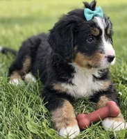F1 Bernedoodle, a male Bernedoodle for sale in Richmond, IL – 8 of 8