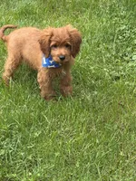 Mason, a male Cavapoo for sale in Richmond, IL – 1 of 5