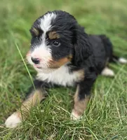 F1 Bernedoodle, a male Bernedoodle for sale in Richmond, IL – 7 of 8