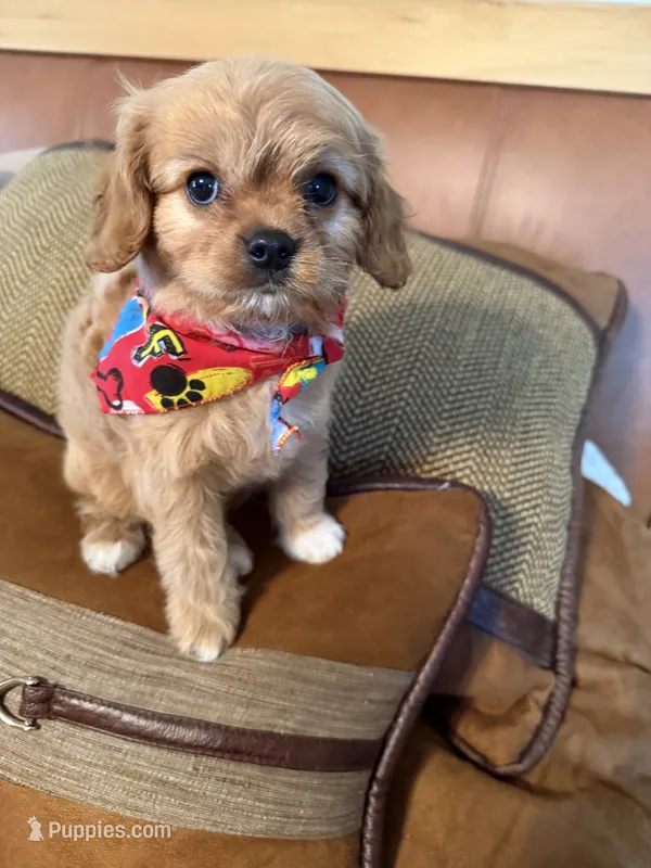 cavapoo – Cavapoo puppy for sale in Richmond, IL