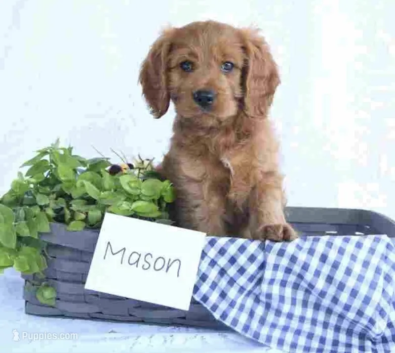 cavapoo – Cavapoo puppy for sale in Richmond, IL