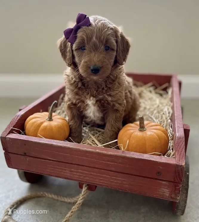 F1B Mini Goldendoodle – Miniature Goldendoodle puppy for sale in Richmond, IL