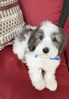 F1B Mini Bernedoodle, a male Poodle - Miniature  and Miniature Bernedoodle for sale in Richmond, IL – 3 of 6