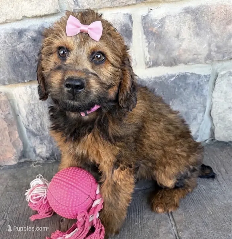 whoodle – Whoodle puppy for sale in Richmond, IL