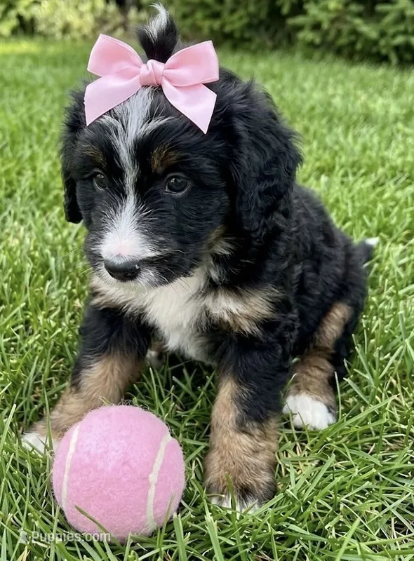 F1 BERNEDOODLE – Bernedoodle puppy for sale in Richmond, IL