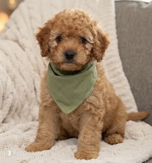 f1b mini goldendoodle – Miniature Goldendoodle puppy for sale in Richmond, IL