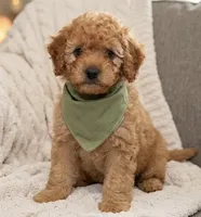 f1b mini goldendoodle, a male Miniature Goldendoodle for sale in Richmond, IL – 1 of 2