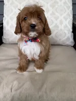 cavapoo, a male Cavapoo for sale in Richmond, IL – 3 of 4