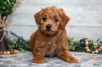 f1b mini goldendoodle, a female Miniature Goldendoodle for sale in Richmond, IL – 4 of 4