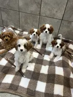 processed/5d30a7ed-cd74-4eef-9fff-65ecd4d040d0/listing/fffcdce4-a2a7-42cb-bdd9-85301a6d1e81/b0c8e3d3-f19e-4bb5-bda6-4c6e3f872d83