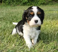 Bambi, a male Cavalier King Charles Spaniel for sale in Portland, MI – 1 of 4