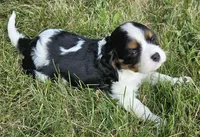 Bambi, a male Cavalier King Charles Spaniel for sale in Portland, MI – 4 of 4