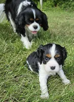 Thumper, a male Cavalier King Charles Spaniel for sale in Portland, MI – 3 of 4