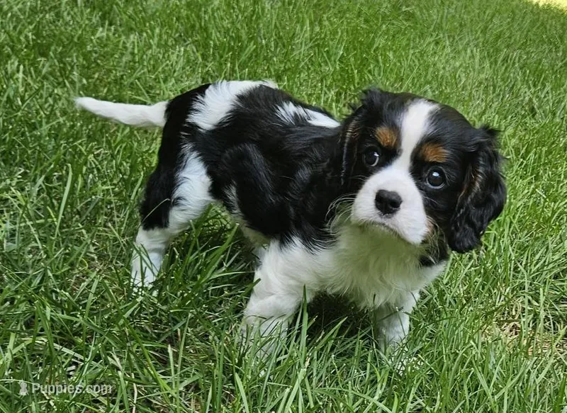 Bambi – Cavalier King Charles Spaniel puppy for sale in Portland, MI